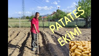 PATATES EKİMİ NASIL YAPILIR [upl. by Alraep]