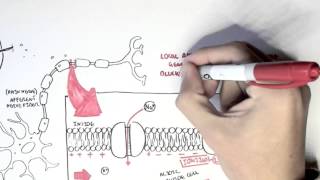 Pharmacology  Local Anaesthetic [upl. by Arde]