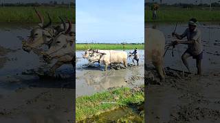 ploughing with bulls by farmer  bull ploughing the field cow ploughing the field ox ploughing field [upl. by Ahsiki]