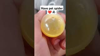 spiderpet i love spiders ❤️❤️🕷️🕷️ [upl. by Ecadnarb]