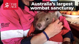 Wombat Woman Australia [upl. by Meurer]