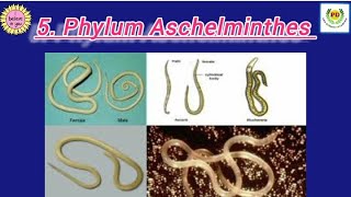 5 Phylum Aschelminthes class 11  all about phylum Aschelminthes by PD Mam 👍✌️ [upl. by Akeem]