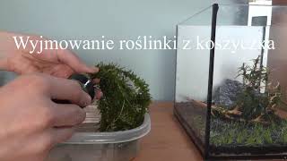 Zakładanie akwarium 10l KOSTKA AkwariowaSet Up Betta Fish Aquarium 3Gallons [upl. by Orbadiah]