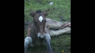 Birth of a Belgian draft horse foal [upl. by Divod]