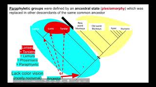 Apomorphies Plesiomorphies and nonmonophyletic groups [upl. by Patten]