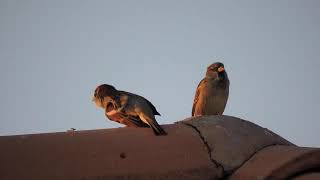 House SparrowsPasser Domesticus Nikon P600 [upl. by Dorlisa]