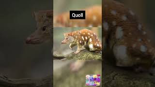 q letter words quollquil queen quail queue learnenglish111 [upl. by Upali892]