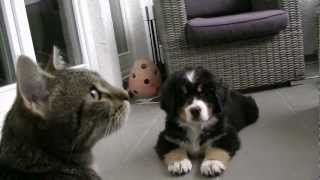 Bernese Mountain Dog Puppy  Berner Sennenhund Baby verliebt in eine Katze [upl. by Myrtie910]