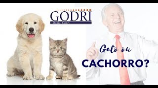 Godri  Gato e Cachorro Motivando com Criatividade [upl. by Pachton]