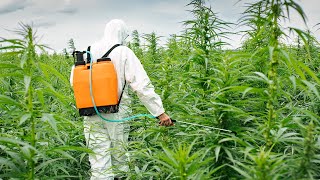 Investigation Reveals Pesticide Contamination in California Cannabis Products [upl. by Atsugua295]