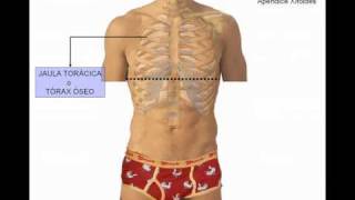 osteología del tórax n°1 [upl. by Oca254]