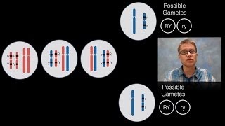 Chromosomal Inheritance [upl. by Tucky407]