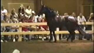 Black Andalusian Stallion for sale  MelosoAS [upl. by Adlin]