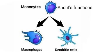 Monocytes Macrophages Dendritic cell and its functions [upl. by Llekcor]