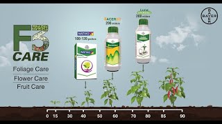 F3 Care Complete protection from Fungal diseases for Chilli crop  Bayer [upl. by Hadeis]