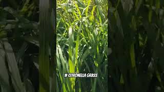 77 Citronella Grass gone wildshorts [upl. by Sherlock277]