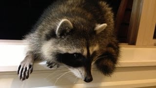 Cute Baby Raccoon Noises increase volume to hear  Closeup [upl. by Tim]