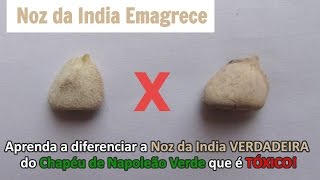 Noz da India Verdadeira e Chapéu de Napoleão Verde Aprenda a diferenciar [upl. by Peednama]