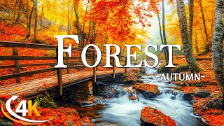 Enchanting Autumn Forests with Beautiful Piano Music🍁4K Autumn Ambience amp Fall Foliage🍁4K Video UHD [upl. by Kan707]