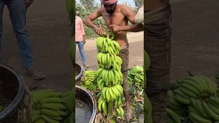 Hariom Banana loading rajpipla ka loading Banana cutting ✂️and Harvesting🌱 viral shorts [upl. by Ahsyle655]