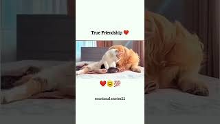 ritik dog kennel miss you Chintu Don 😔😔video ritikdogkennel177 missyou friends [upl. by Rozalie136]