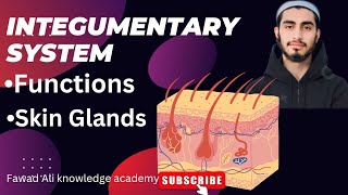 Integumentary system Functions skin Glands [upl. by Anitsyrk]