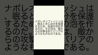 驚きの動物たち！妊娠するオスや片方の脳で睡眠を取る理由とは？ [upl. by Sabsay556]