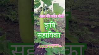 आल की उन्नत खेती farming chili garden nature nature agriculture gardening kheti [upl. by Corder284]