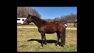 Fursten Class  2018 Oldenburg Gelding [upl. by Lark857]