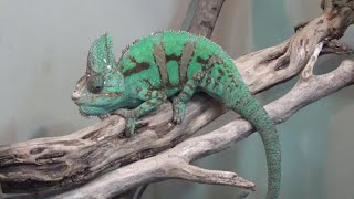 エボシカメレオンが可愛い♥ Cute veiled chameleon【Cute animal videos】【かみね動物園】 [upl. by Ttegdirb259]