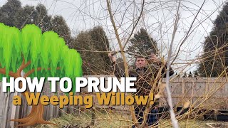 How to Prune your Willow Trees for a BEAUTIFUL and HEALTHY Tree [upl. by Lartnom]