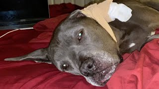 Winstons Ear Hematoma Treatment amp Recovery [upl. by Aneeras982]