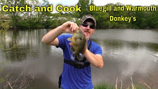 Catching Bluegills and Warmouth CATCH CLEAN COOK fishing catchncook kentucky [upl. by Serrell547]