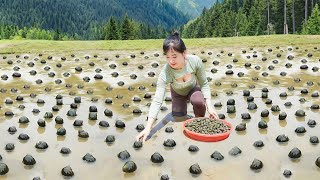 Harvesting Many Snails in the Field Goes To Market Sell Cooking Snail [upl. by Zanze263]