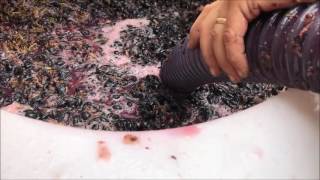 How to Crush Wine Grapes [upl. by Dall]