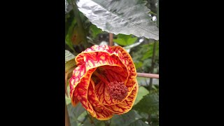 Pruning Abutilon or Flowering Maple [upl. by Haodnanehs356]