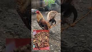 Game Bird Feed Cracked Corn  Poultry Terminologies Shorts [upl. by Dale]