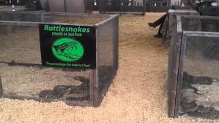 Claxton rattlesnake and wildlife festival [upl. by Marozas]