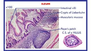 Histology of Small amp Large intestine Duodenum jejunum Ileum Vermiform appendix amp colon [upl. by Arikehs166]