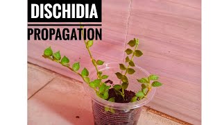 The Easiest Way To Propagate Dischidia  Dischidia Propagation  Millions Of Heart Propagation [upl. by Gladys737]