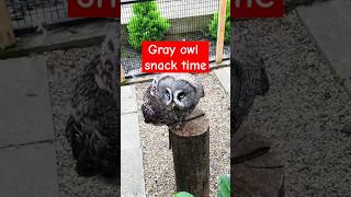 The great and giant Gray owl snack time owl shortvideo shorts youtubeshorts [upl. by Hawkins]