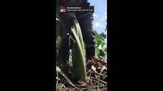 Arrowroot harvesting [upl. by Annalee]