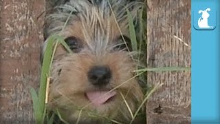 10 Week Old Yorkie Puppy Squeezes Through Fence  Puppy Love [upl. by Hayden]