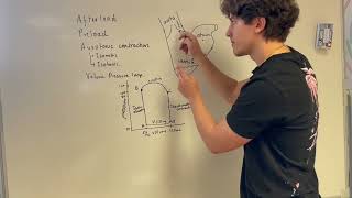 Afterload Preload and Auxotonic contraction in the Heart Cardiophysiology [upl. by Hardi]