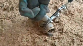 Use a large pair of pliers to trim this donkey hoof [upl. by Moe663]