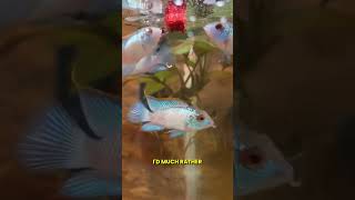 Quality vs Quantity  Whats Best for Your Fish aquariumcoop aquariumadvice aquariumfish short [upl. by Ravaj]