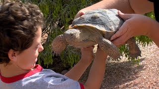 Desert Tortoise Adoption [upl. by Noreik576]