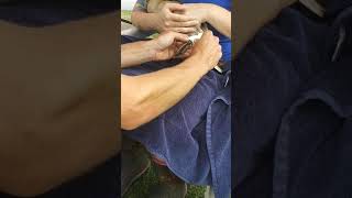 How to splint a duck foot Duck Splint Video 3 [upl. by Ariaj650]