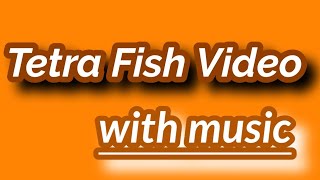 tetra fish Tamil  🐠🐠 video with music 🎶🎶🐠🐠 [upl. by Davies912]