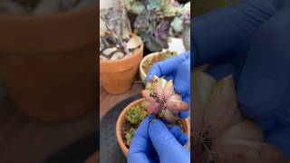 Propagation Update Echeveria Olivia succulents suculentas propagate [upl. by Bitthia]